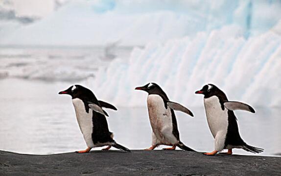 企鹅是恒温动物还是变温动物