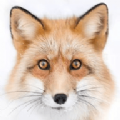 大狐狸TV软件下载,大狐狸TV软件下载免费版 v1.0.1