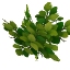 《迷你世界》雨林乔木树叶获取方法作用一览